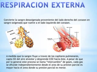 Convierte la sangre desoxigenada proveniente del lado derecho del corazon en
sangre oxigenada que vuelve a el lado izquierdo del corazon.

A medida que la sangre fluye a travez de los capilares pulmonares,
capta O2 del aire alveolar y desprende CO2 hacia éste. A pesar de que
por lo general este proceso se llama “intercambio” de gases, cada gas
se difunde independientemente desde el area de su presion parcial es
mayor hacia el area donde su presion parcial es menor.

 