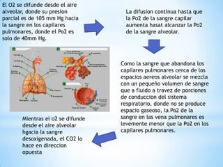 El O2 se difunde desde el aire
alveolar, donde su presion
parcial es de 105 mm Hg hacia
la sangre en los capilares
pulmonares, donde el Po2 es
solo de 40mm Hg.

Mientras el o2 se difunde
desde el aire alveolar
hgacia la sangre
desoxigenada, el CO2 lo
hace en direccion
opuesta

La difusion continua hasta que
la Po2 de la sangre capilar
aumenta hasat alcanzar la Po2
de la sangre alveolar.

Como la sangre que abandona los
capilares pulmonares cerca de los
espacios aereos alveolar se mezcla
con un pequeño volumen de sangre
que a fluido a travez de porciones
de conduccion del sistema
respiratorio, donde no se produce
espacio gaseoso, la Po2 de la
sangre en las vena pulmonares es
levemente menor que la Po2 en los
capilares pulmonares.

 