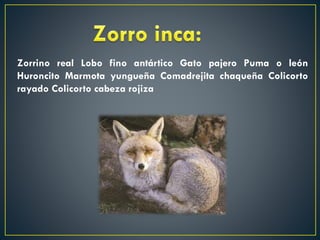 Zorrino real Lobo fino antártico Gato pajero Puma o león
Huroncito Marmota yungueña Comadrejita chaqueña Colicorto
rayado Colicorto cabeza rojiza

 