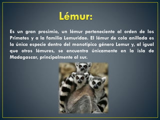 Es un gran prosimio, un lémur perteneciente al orden de los
Primates y a la familia Lemuridae. El lémur de cola anillada es
la única especie dentro del monotípico género Lemur y, al igual
que otros lémures, se encuentra únicamente en la isla de
Madagascar, principalmente al sur.

 