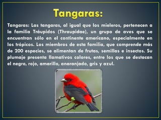 Tangaras: Las tangaras, al igual que los mieleros, pertenecen a
la familia Tráupidos (Thraupidae), un grupo de aves que se
encuentran sólo en el continente americano, especialmente en
los trópicos. Los miembros de esta familia, que comprende más
de 200 especies, se alimentan de frutas, semillas e insectos. Su
plumaje presenta llamativos colores, entre los que se destacan
el negro, rojo, amarillo, anaranjado, gris y azul.

 