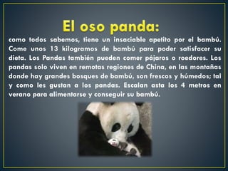 como todos sabemos, tiene un insaciable apetito por el bambú.
Come unos 13 kilogramos de bambú para poder satisfacer su
dieta. Los Pandas también pueden comer pájaros o roedores. Los
pandas solo viven en remotas regiones de China, en las montañas
donde hay grandes bosques de bambú, son frescos y húmedos; tal
y como les gustan a los pandas. Escalan asta los 4 metros en
verano para alimentarse y conseguir su bambú.

 