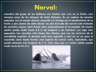 miembro del grupo de las ballenas con dientes que vive en el Ártico, casi
siempre cerca de los bloques de hielo flotantes. Es un cetáceo de tamaño
pequeño, con el cuerpo robusto, parecido a la beluga por el abultamiento de la
frente y por carecer de aleta dorsal. La piel desnuda del narval está moteada
de manchas negras sobre fondo claro, especialmente en la espalda. Un macho
adulto puede medir hasta 5,5 m de longitud y las hembras son algo más
pequeñas. Los narvales sólo tienen dos dientes, que son los incisivos de la
mandíbula superior; el derecho está muy reducido y casi no se ve, pero el
izquierdo crece hasta formar una especie de cuerno recto, espiralado, que
puede alcanzar una longitud de 3 m. Esto hace que un macho adulto pueda
medir cerca de los 8 m

 
