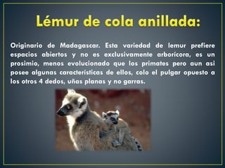 Originario de Madagascar. Esta variedad de lemur prefiere
espacios abiertos y no es exclusivamente arborícora, es un
prosimio, menos evolucionado que los primates pero aun asi
posee algunas características de ellos, colo el pulgar opuesto a
los otros 4 dedos, uñas planas y no garras.

 
