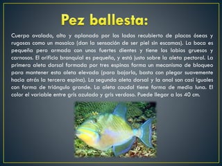Cuerpo ovalado, alto y aplanado por los lados recubierto de placas óseas y
rugosas como un mosaico (dan la sensación de ser piel sin escamas). La boca es
pequeña pero armada con unos fuertes dientes y tiene los labios gruesos y
carnosos. El orificio branquial es pequeño, y está justo sobre la aleta pectoral. La
primera aleta dorsal formada por tres espinas forma un mecanismo de bloqueo
para mantener esta aleta elevada (para bajarla, basta con plegar suavemente
hacia atrás la tercera espina). La segunda aleta dorsal y la anal son casi iguales
con forma de triángulo grande. La aleta caudal tiene forma de media luna. El
color el variable entre gris azulado y gris verdoso. Puede llegar a los 40 cm.

 