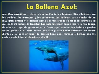 mamíferos acuáticos y vienen de la familia de los Cetáceos. Otros Cetáceos son
los delfines, las marsopas y los cachalotes. Las ballenas son animales de un
muy gran tamaño y la Ballena Azul es la más grande de todos los animales ya
que mide 30 metros de longitud. Las ballenas tienen la piel lisa y tienen debajo
de ella una capa de grasa como si fuera ropa térmica. Las ballenas pueden
nadar gracias a su aleta caudal que está puesta horizontalmente. No tienen
dientes y su boca en lugar de dientes tiene unas láminas o barbas, con las
cuales puede filtrar el plancton o el krill.

 