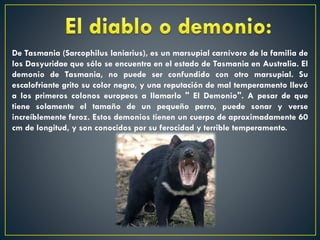 De Tasmania (Sarcophilus laniarius), es un marsupial carnívoro de la familia de
los Dasyuridae que sólo se encuentra en el estado de Tasmania en Australia. El
demonio de Tasmania, no puede ser confundido con otro marsupial. Su
escalofriante grito su color negro, y una reputación de mal temperamento llevó
a los primeros colonos europeos a llamarlo " El Demonio". A pesar de que
tiene solamente el tamaño de un pequeño perro, puede sonar y verse
increíblemente feroz. Estos demonios tienen un cuerpo de aproximadamente 60
cm de longitud, y son conocidos por su ferocidad y terrible temperamento.

 