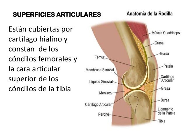 articulaciones de la rodilla