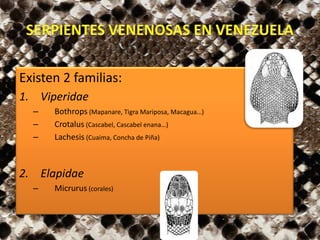 Existen 2 familias:
1. Viperidae
– Bothrops (Mapanare, Tigra Mariposa, Macagua…)
– Crotalus (Cascabel, Cascabel enana…)
– Lachesis (Cuaima, Concha de Piña)
2. Elapidae
– Micrurus (corales)
 