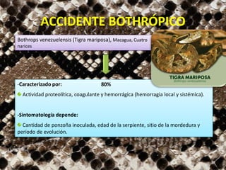 Bothrops venezuelensis (Tigra mariposa), Macagua, Cuatro
narices
-Caracterizado por:
Actividad proteolítica, coagulante y hemorrágica (hemorragia local y sistémica).
-Sintomatología depende:
Cantidad de ponzoña inoculada, edad de la serpiente, sitio de la mordedura y
período de evolución.
ACCIDENTE BOTHRÓPICO
80%
 