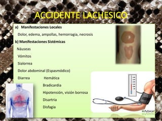 a) Manifestaciones Locales
Dolor, edema, ampollas, hemorragia, necrosis
b) Manifestaciones Sistémicas
Náuseas
Vómitos
Sialorrea
Dolor abdominal (Espasmódico)
Diarrea Hemática
Bradicardia
Hipotensión, visión borrosa
Disartria
Disfagia
 