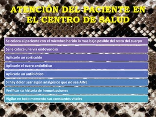 Se coloca al paciente con el miembro herido lo mas bajo posible del resto del cuerpo
Se le coloca una vía endovenosa
Aplicarle un corticoide
Aplicarle el suero antiofídico
Aplicarle un antibiótico
Si hay dolor usar algún analgésico que no sea AINE
Verificar su historia de inmunizaciones
Vigilar en todo momento sus constantes vitales
 