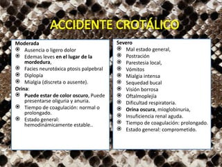 Moderada
 Ausencia o ligero dolor
 Edemas leves en el lugar de la
mordedura,
 Facies neurotóxica ptosis palpebral
 Diplopía
 Mialgia (discreta o ausente).
Orina:
 Puede estar de color oscuro, Puede
presentarse oliguria y anuria.
 Tiempo de coagulación: normal o
prolongado.
 Estado general:
hemodinámicamente estable..
Severo
 Mal estado general,
 Postración
 Parestesia local,
 Vómitos
 Mialgia intensa
 Sequedad bucal
 Visión borrosa
 Oftalmoplejía
 Dificultad respiratoria.
 Orina oscura, mioglobinuria,
 Insuficiencia renal aguda.
 Tiempo de coagulación: prolongado.
 Estado general: comprometido.
 