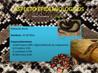 Mayor frecuencia 7 10
Población Rural
Hombres: 10-30 Años
Emponzoñamiento
a) Bothrópico 80% (Agresividad de las mapanares)
b) Crotálico 15%
c) Lachésico 5-9%
d) Micrúrico 0,5%
 