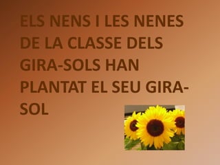 ELS NENS I LES NENES
DE LA CLASSE DELS
GIRA-SOLS HAN
PLANTAT EL SEU GIRA-
SOL
 