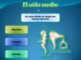 En este donde se alojan los
huesos del oído
Martillo
Estribo
Yunque
 