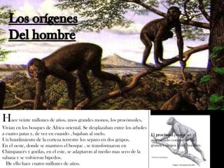 Hace veinte millones de años, unos grandes monos, los procónsules,
Vivian en los bosques de África oriental. Se desplazaban entre los arboles
a cuatro patas y, de vez en cuando , bajaban al suelo.
Un hundimiento de la corteza terrestre los separo en dos grupos.
En el oeste, donde se mantuvo el bosque , se transformaron en
Chimpancés y gorilas, en el este, se adaptaron al medio mas seco de la
sabana y se volvieron bípedos.
De ello hace cuatro millones de años.
El procónsul parece ser el
antepasado común de los
grandes simios y del hombre.
 