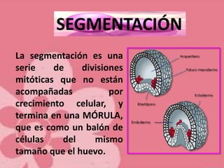SEGMENTACIÓN
La segmentación es una
serie de divisiones
mitóticas que no están
acompañadas por
crecimiento celular, y
termina en una MÓRULA,
que es como un balón de
células del mismo
tamaño que el huevo.
 