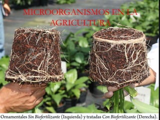 MICROORGANISMOS EN LA
AGRICULTURA
 