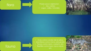 flora Posee poca vejetacion
• ríos, carrizo
• Lagos ,valles, totorales
• Aves como condor de la selva
• Mamiferos como mono, jahuar,etc
• Peces como neon, carachi, etc
• Reptiles como boa, naca naca,
etc
fauna
 