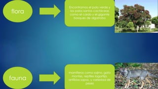 flora
fauna
Encontramos el polo verde y
los polos santos cactáceas
como el cardo y el gigante
bosques de algarrobo
mamíferos como sajino, gato
montes, reptiles lagartija,
anfibios sapos, y variedad de
peses
 