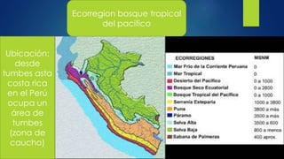 Ecorregion bosque tropical
del pacifico
Ubicación:
desde
tumbes asta
costa rica
en el Perú
ocupa un
área de
tumbes
(zona de
caucho)
 