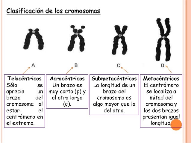 Resultado de imagen de imagenes de cromosomas