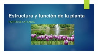 Estructura y función de la planta
PARTES DE LA PLANTA
 