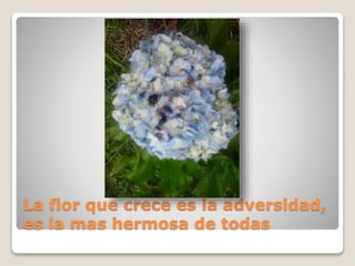La flor que crece es la adversidad,
es la mas hermosa de todas
 