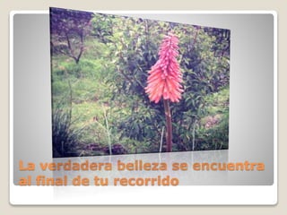 La verdadera belleza se encuentra
al final de tu recorrido
 