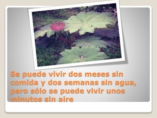 Se puede vivir dos meses sin
comida y dos semanas sin agua,
pero sólo se puede vivir unos
minutos sin aire
 