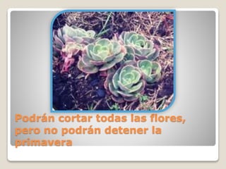 Podrán cortar todas las flores,
pero no podrán detener la
primavera
 