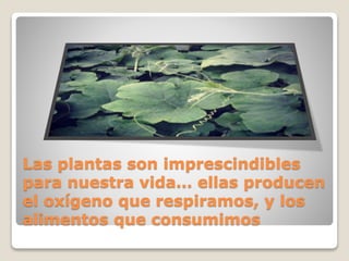 Las plantas son imprescindibles
para nuestra vida… ellas producen
el oxígeno que respiramos, y los
alimentos que consumimos
 