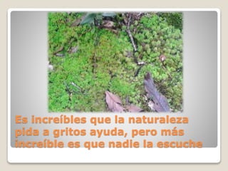 Es increíbles que la naturaleza
pida a gritos ayuda, pero más
increíble es que nadie la escuche
 