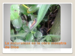 La naturaleza es la obra maestra
de Dios
 