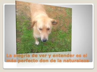La alegría de ver y entender es el
más perfecto don de la naturaleza
 