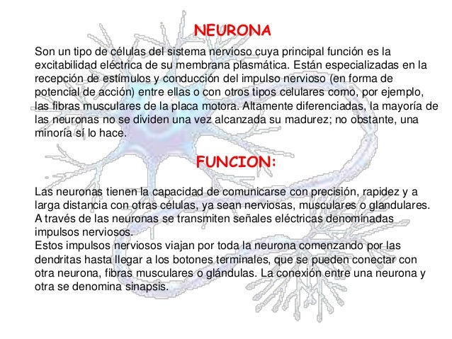 NEURONAS Y NEUROTRANSMISORES