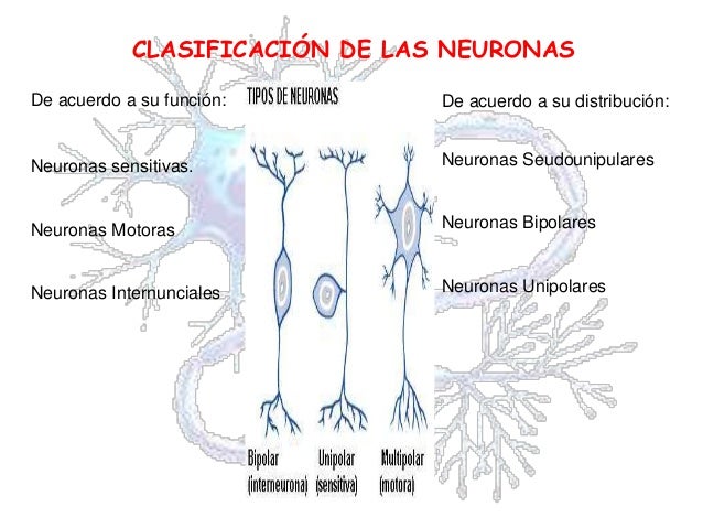 Neuronas.
