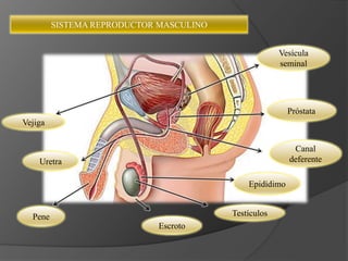 Vejiga
Pene
Uretra
Escroto
Epidídimo
Testículos
Vesícula
seminal
Próstata
Canal
deferente
SISTEMA REPRODUCTOR MASCULINO
 