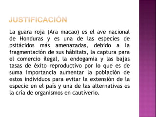 La guara roja (Ara macao) es el ave nacional
de Honduras y es una de las especies de
psitácidos más amenazadas, debido a la
fragmentación de sus hábitats, la captura para
el comercio ilegal, la endogamia y las bajas
tasas de éxito reproductivo por lo que es de
suma importancia aumentar la población de
estos individuos para evitar la extensión de la
especie en el país y una de las alternativas es
la cría de organismos en cautiverio.
 