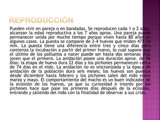 Pueden vivir en pareja o en bandadas. Se reproducen cada 1 o 2 años,
alcanzan la edad reproductiva a los 7 años aprox. Una pareja puede
permanecer unida por mucho tiempo porque viven hasta 80 años en
algunos casos. La puesta se compone de 2-4 huevos que miden 47X 34
mm. La puesta tiene una diferencia entre tres y cinco días pero
comienza la incubación a partir del primer huevo, lo cual supone que
el último de los polluelos a nacer puede ser hasta dos semanas más
joven que el primero. La anidación posee una duración aprox. de 96
días: la etapa de huevo dura 22 días y los pichones permanecen cerca
de 74 días en el nido. La anidación no es sincronizada y la época de
anidación de la población dura seis meses; los huevos son puestos
desde diciembre hasta febrero y los pichones salen del nido entre
marzo y mayo. El comportamiento del macho es un buen indicador de
la eclosión de los huevos, ya que su curiosidad e interés por los
pichones hace que pase los primeros días después de la eclosión,
entrando y saliendo del nido con la finalidad de observar a sus crías.
 