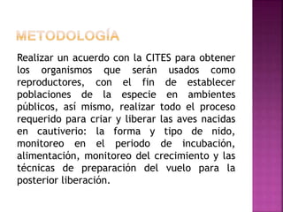 Realizar un acuerdo con la CITES para obtener
los organismos que serán usados como
reproductores, con el fin de establecer
poblaciones de la especie en ambientes
públicos, así mismo, realizar todo el proceso
requerido para criar y liberar las aves nacidas
en cautiverio: la forma y tipo de nido,
monitoreo en el periodo de incubación,
alimentación, monitoreo del crecimiento y las
técnicas de preparación del vuelo para la
posterior liberación.
 