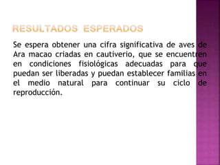 Se espera obtener una cifra significativa de aves de
Ara macao criadas en cautiverio, que se encuentren
en condiciones fisiológicas adecuadas para que
puedan ser liberadas y puedan establecer familias en
el medio natural para continuar su ciclo de
reproducción.
 