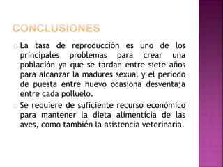 La tasa de reproducción es uno de los
principales problemas para crear una
población ya que se tardan entre siete años
para alcanzar la madures sexual y el periodo
de puesta entre huevo ocasiona desventaja
entre cada polluelo.
Se requiere de suficiente recurso económico
para mantener la dieta alimenticia de las
aves, como también la asistencia veterinaria.
 