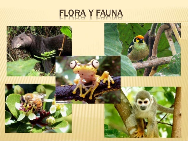 Resultado de imagen para fauna de zamora chinchipe