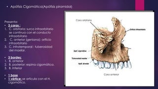 Hueso maxilar | PPTX