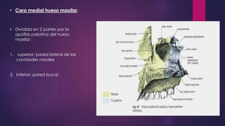 Hueso maxilar | PPTX