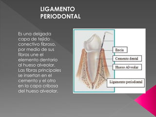 LIGAMENTO
PERIODONTAL
Es una delgada
capa de tejido
conectivo fibroso,
por medio de sus
fibras une el
elemento dentario
al hueso alveolar.
Las fibras principales
se insertan en el
cemento y el otro
en la capa cribosa
del hueso alveolar.
 