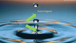 Teoría Vegetal 
TEORÍAS 
ORGÁNICAS Teoría del 
Carbón 
 