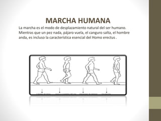 MARCHA HUMANA 
La marcha es el modo de desplazamiento natural del ser humano. 
Mientras que un pez nada, pájaro vuela, el canguro salta, el hombre 
anda, es incluso la característica esencial del Homo erectus . 
 